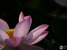 ǢƷʱ