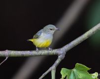 ȥˣ