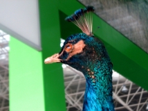 ȸ