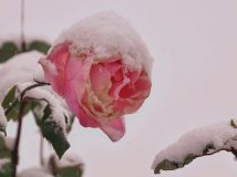 ѩ     