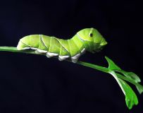 ٷ׳25.1