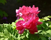 ĵ������