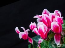 ļ---ѧĻܡɿ