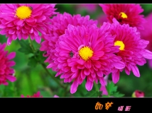 һɫľջ