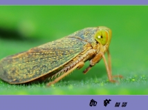 һС