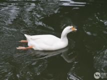 Ʋ岨