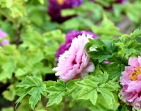 ĵ������