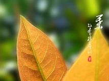 Ҷ