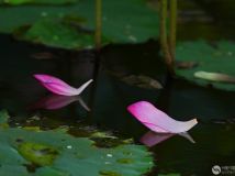 ļ