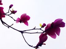 Ļ  ʮ