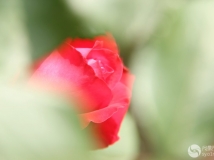¼