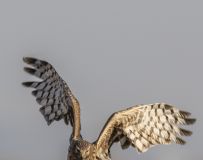 ɹ