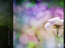 ӽ 1