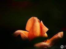 ¼