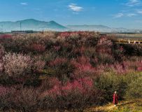 ��������ɽ