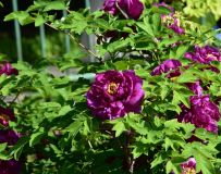 ĵ������