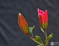 (ٺ);