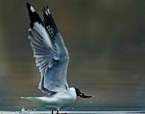 初春的海鸥凤头鸊鷉及鸬鹚