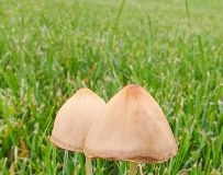野 蘑 菇