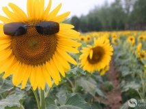俪