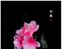 ž黨(ֻӰ)ƼÿͼƬѡ