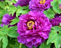 ĵ������