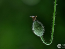 ˡռ