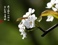 滨俪1