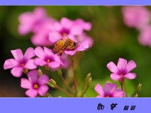 һݻ