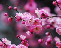 ӽ÷19