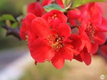 Ļ