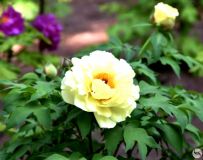 ĵ������