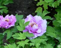 ĵ������