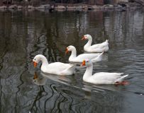 ȻԵ
