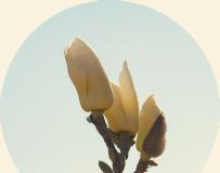 ټ