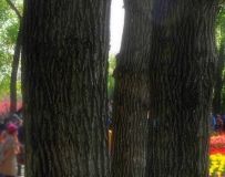 ǿ