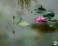绪ï