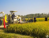 南阳水稻高产高效生产技术观摩推进会纪实 4