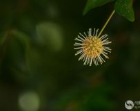 ˮ