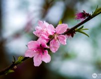 人面桃花相映