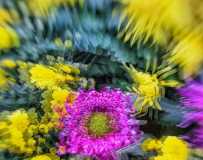 《色彩斑斓的秋菊》（手机拍摄）