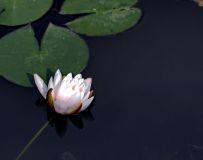 ˯