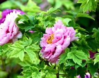 ĵ������