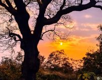 ������ϼ