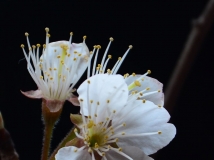 ӣһ