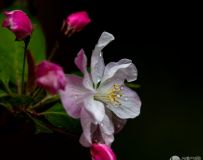 Ļ