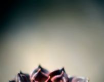 Ļ1