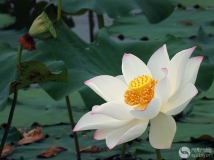 Ӫɻɷ磺
