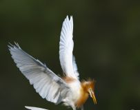 ӵ