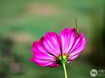 Ļ